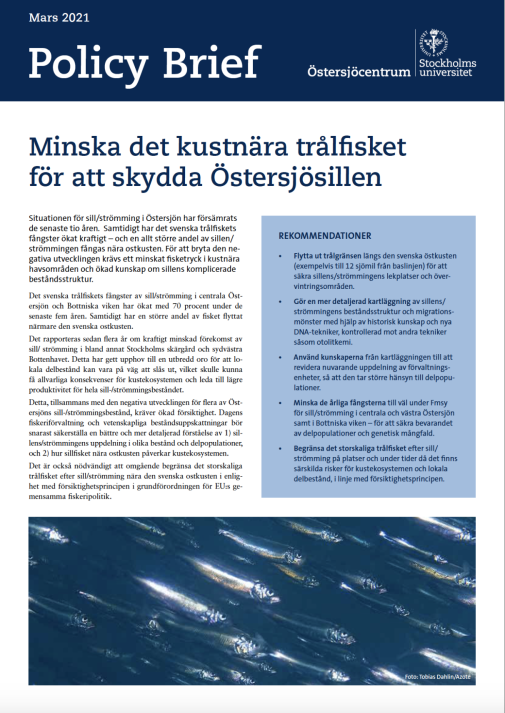 Försättsblad av policy brief. Illustrerar sillstim